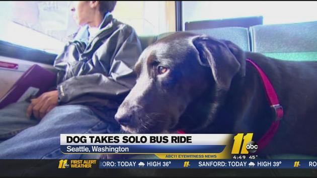 Seattle Labrador learned how to ride bus solo to dog park.