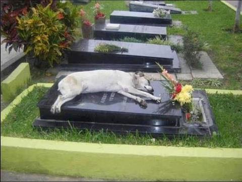 For the past 6 years, a German shepherd called Captain has next to the grave pf his owner every night at 6 pm.