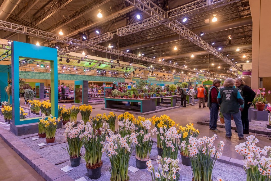 Daffodil Display