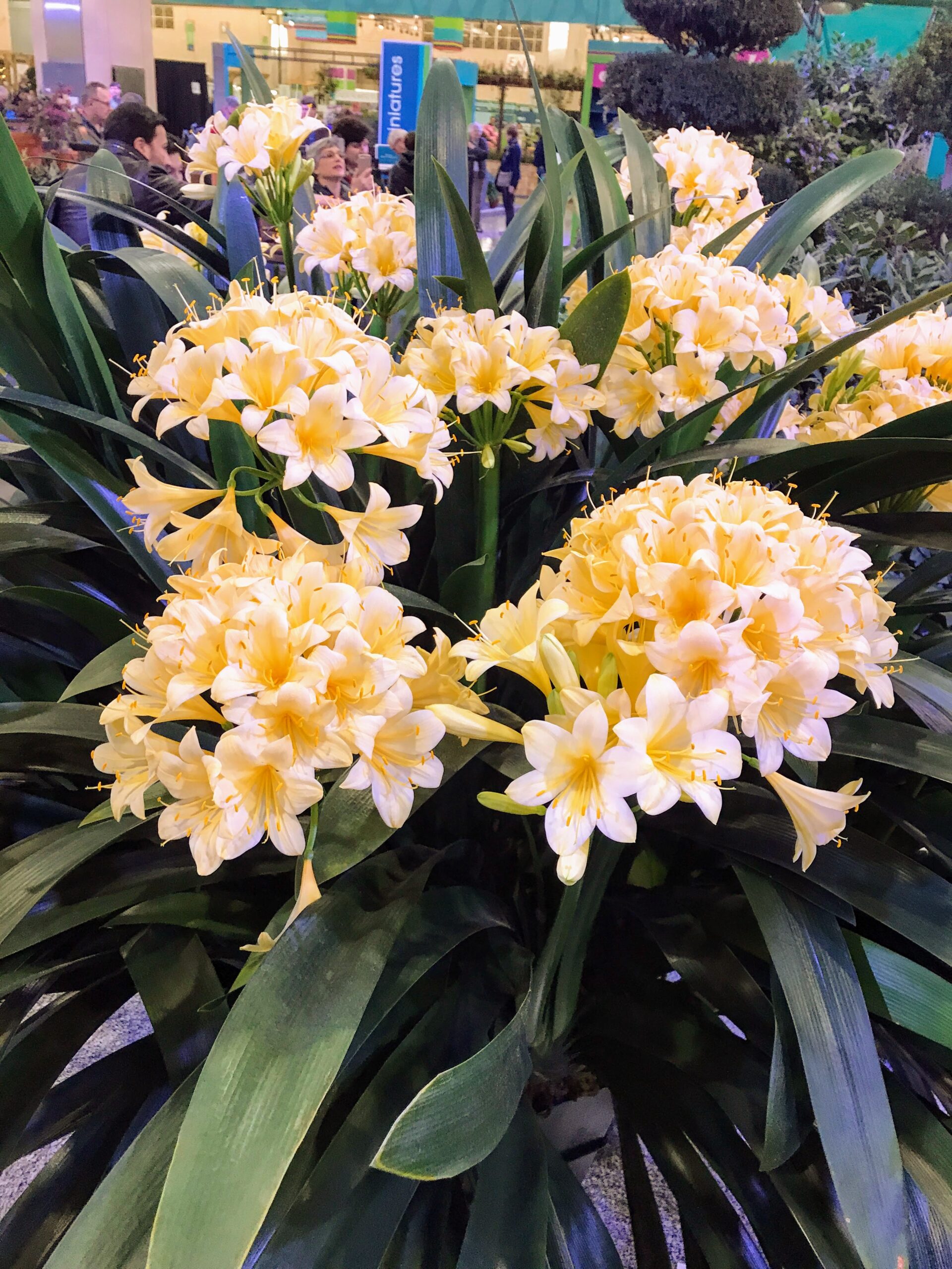 Clivia or better known as a bush lily.  