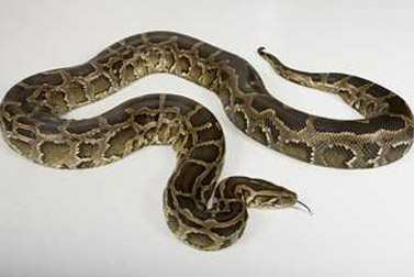 Large Burmese Python