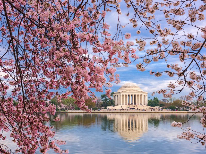 Cherry Blossoms in Nation's Capital
