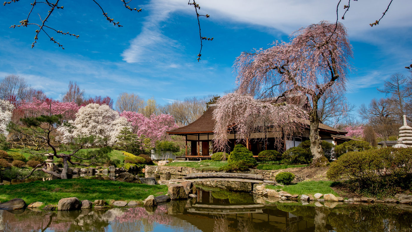 The Philly Japanese Cherry Blossom Experience * Age of Grace