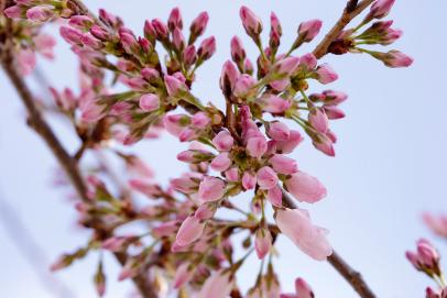 Pink Blossom 