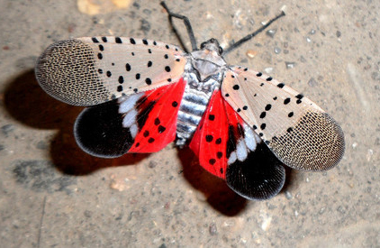 Spotted Lantern fly