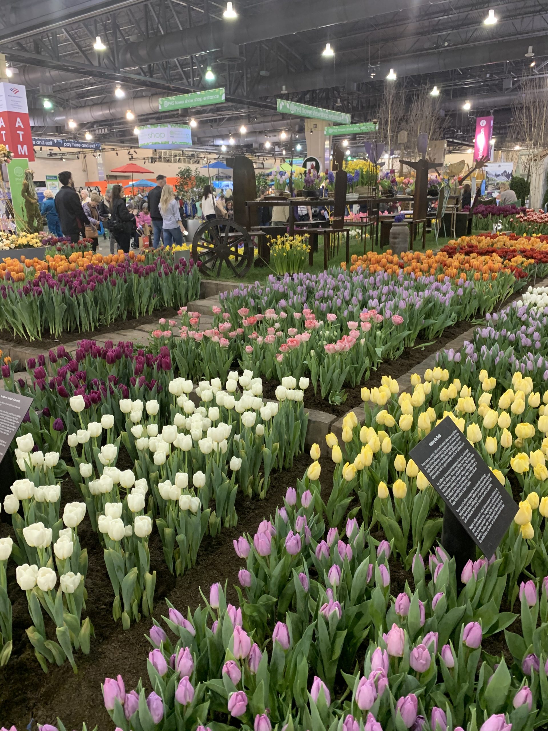 Tulips at the 2020 Philly Flower Show: Riviera Holiday
