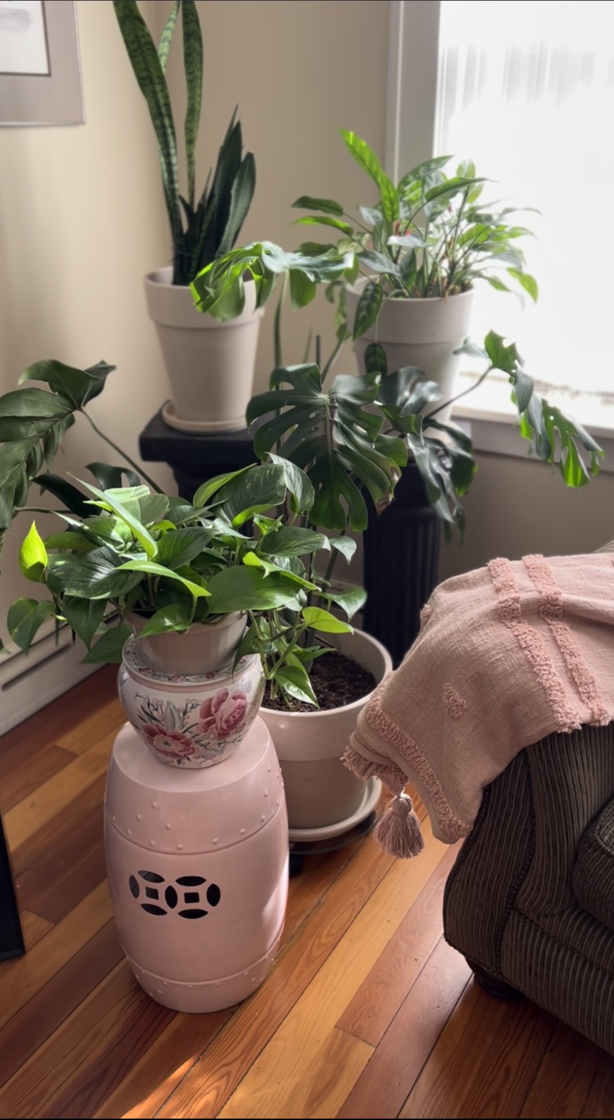 Easy plants to grow - Monstera, Snake Plant, Philo, and Chinese Evergreen