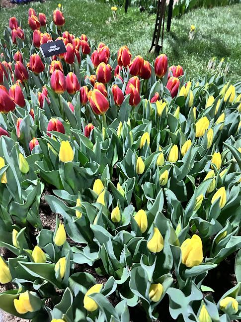 Jacques Amand tulip exhibit at the 2023 PHS 