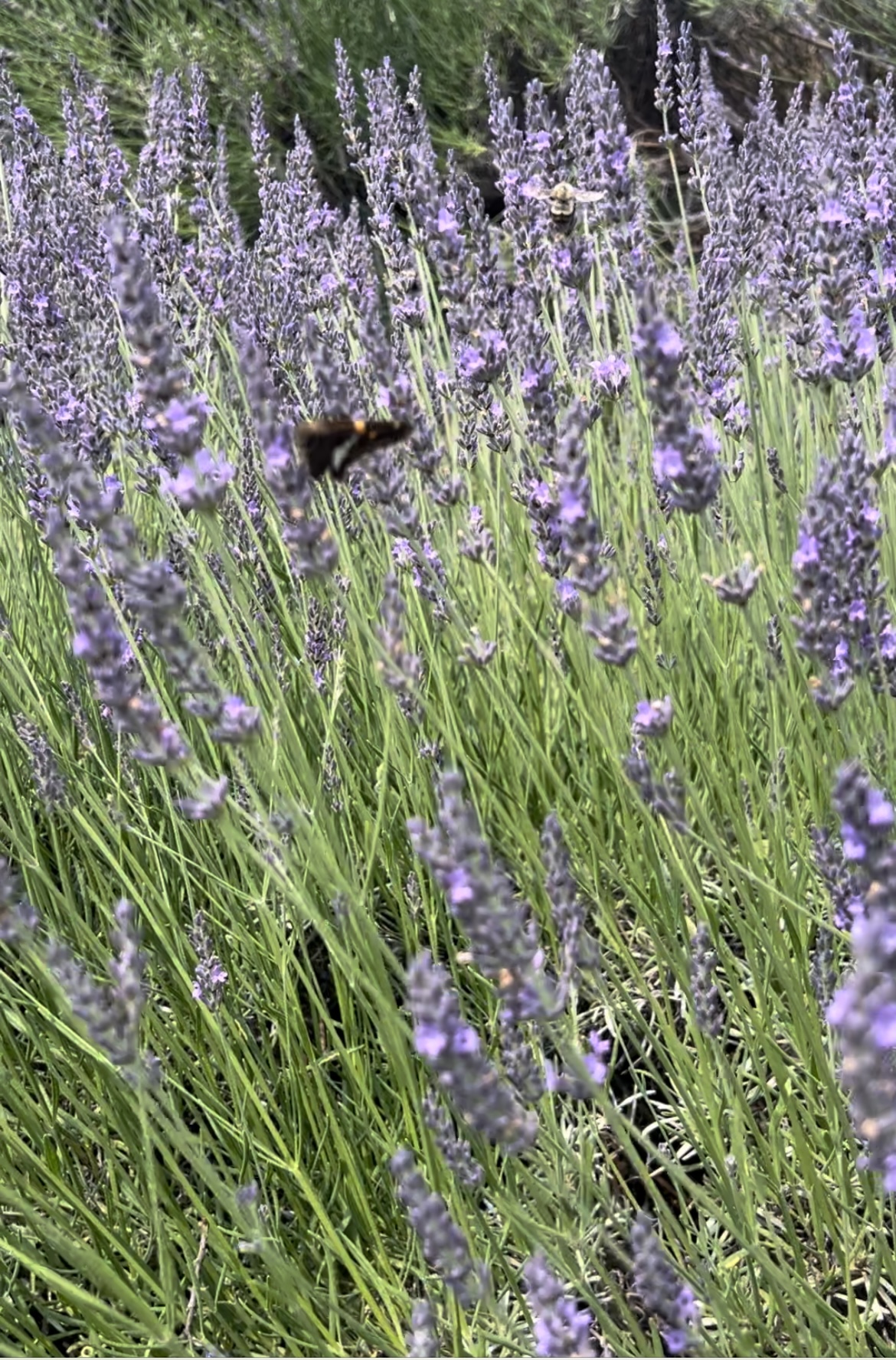 The Lavender Fields in bloom at Warwick Furnace Farms