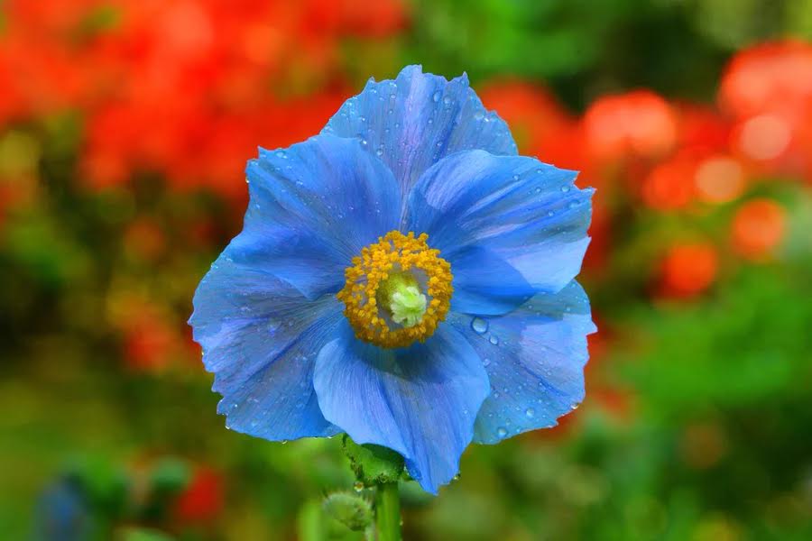 Blue Poppy at Butchart Gardens
