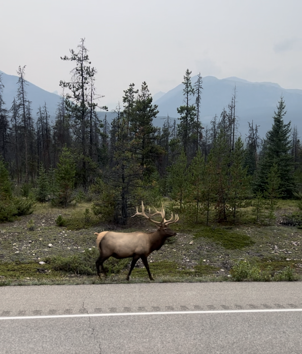 Elk alongside the rode during four-hour drive from Jasper to Vancouver