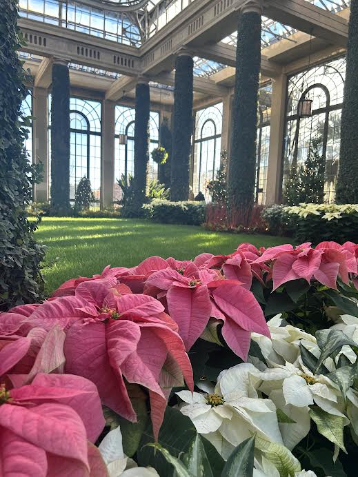 Traditional and Hybrid poinsettia's at Longwood Gardens