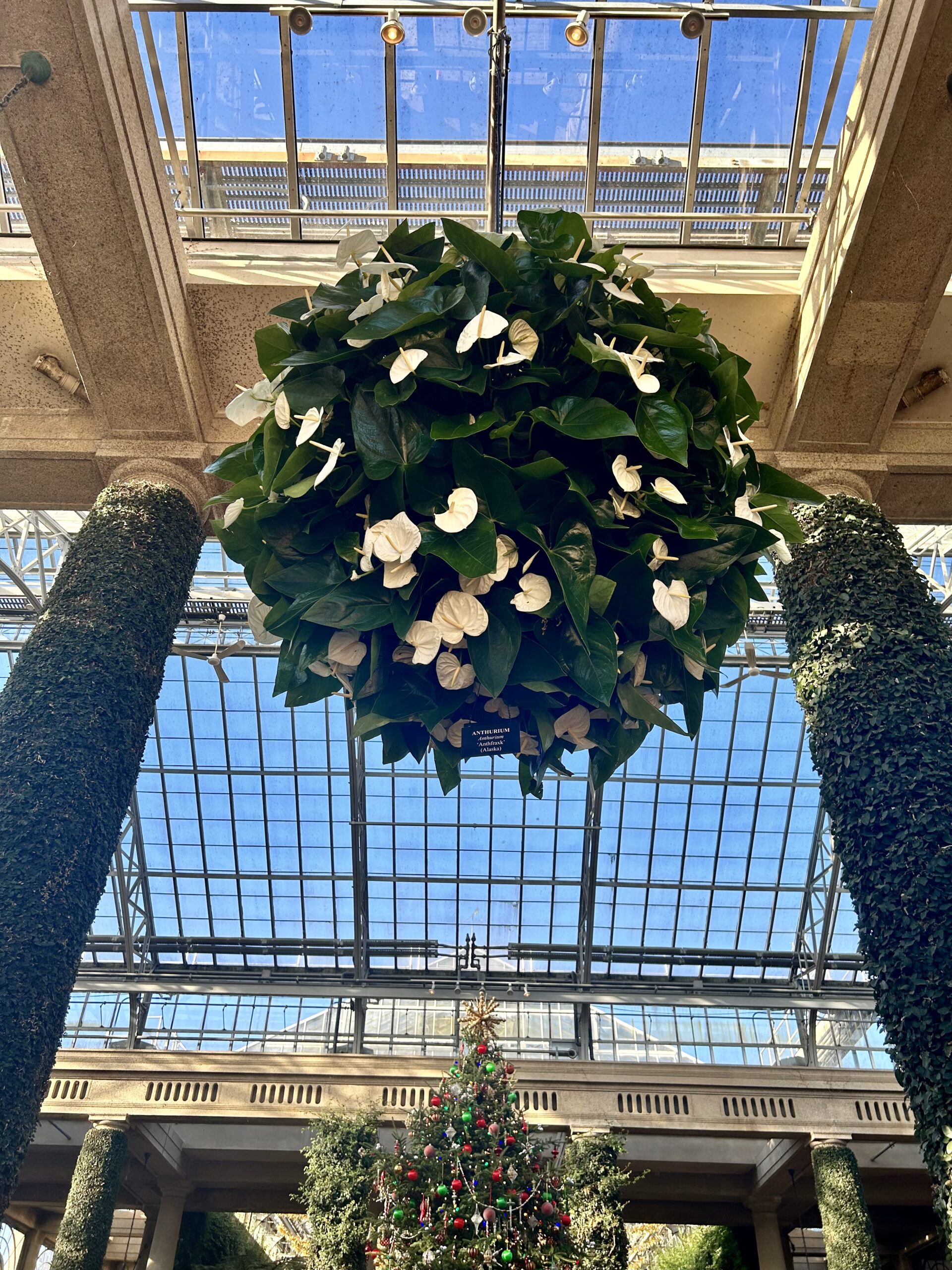 Hanging Anthurium White in the Conservatory at Longwood Gardens