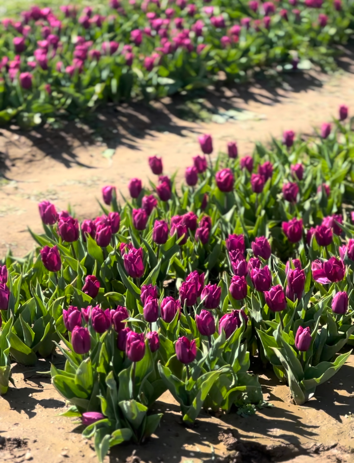 Purple tulips represent royalty and nobility, these from Holland Ridge Farm visit