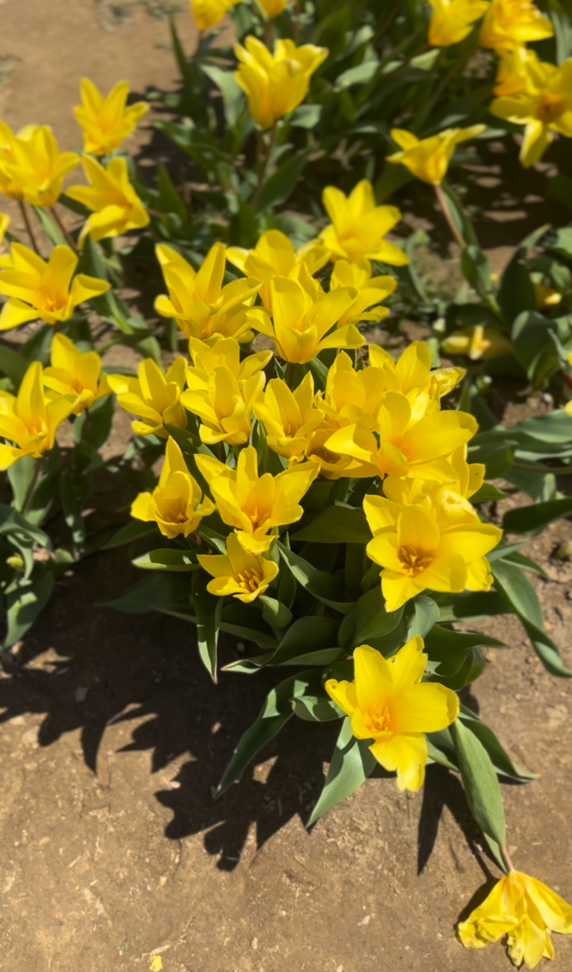 Yellow tulips represent happiness and joy, my photo from Holland Ridge Farm