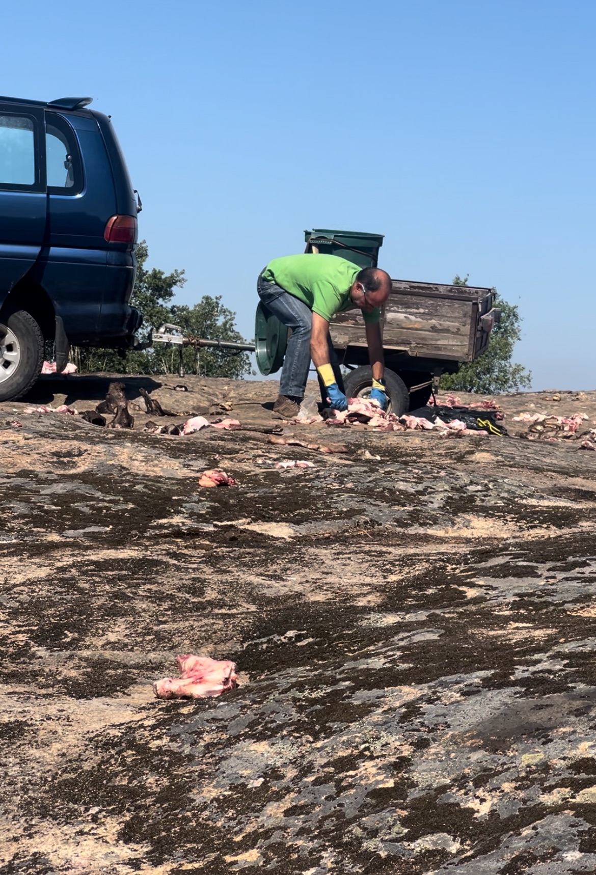 Antonio Berlinger setting up feed to observe vultures.