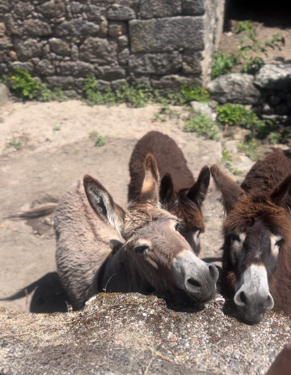 Donkeys at Castelo Novo in the Center of Portugal