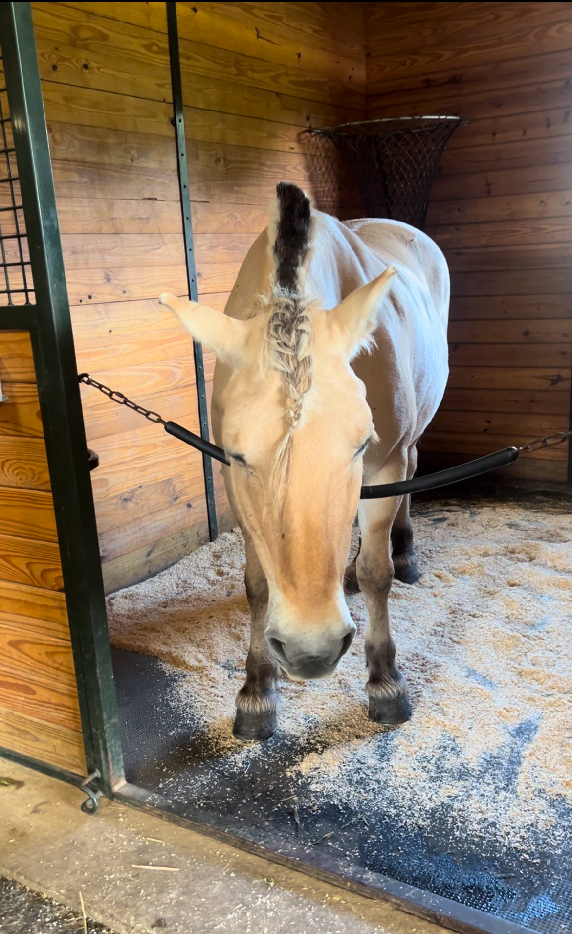 Freya, at the Salamander Equestrian Center