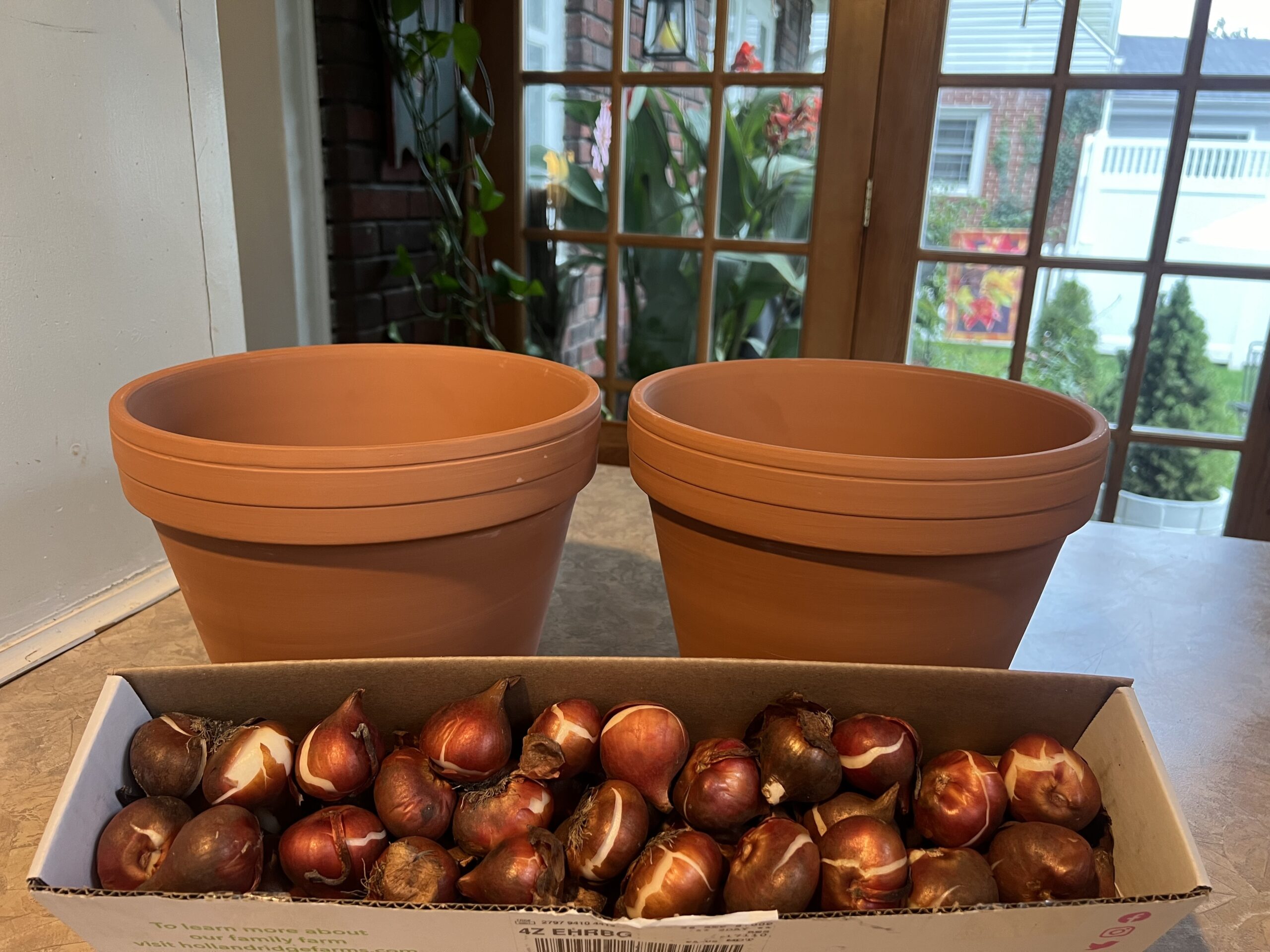 Holland Ridge Farms tulip bulbs for spring 2025