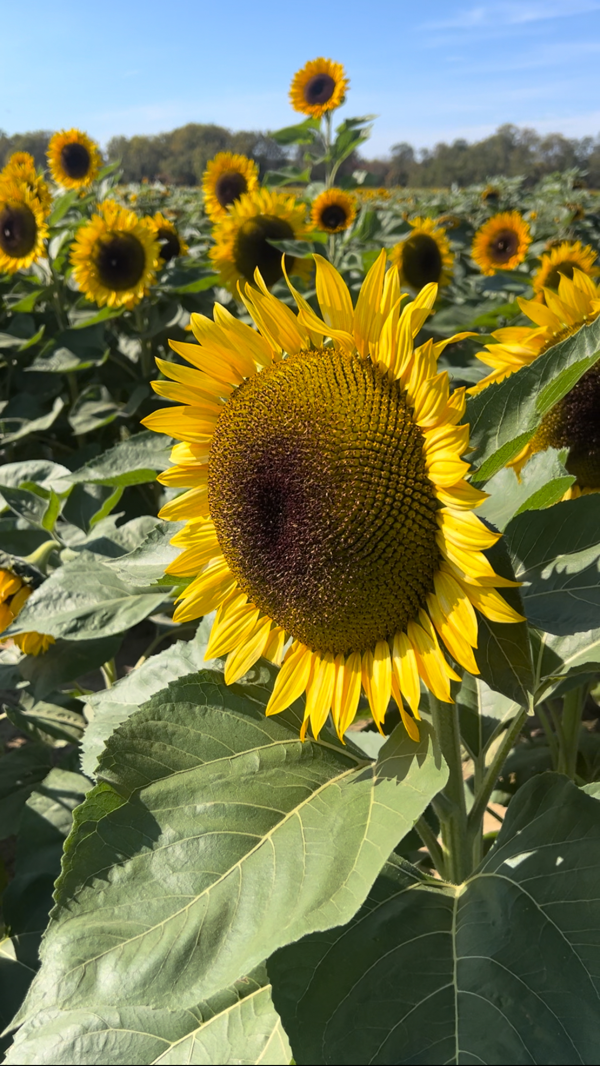 Large sunflower at tHolland Ridge Farms fall flower festival