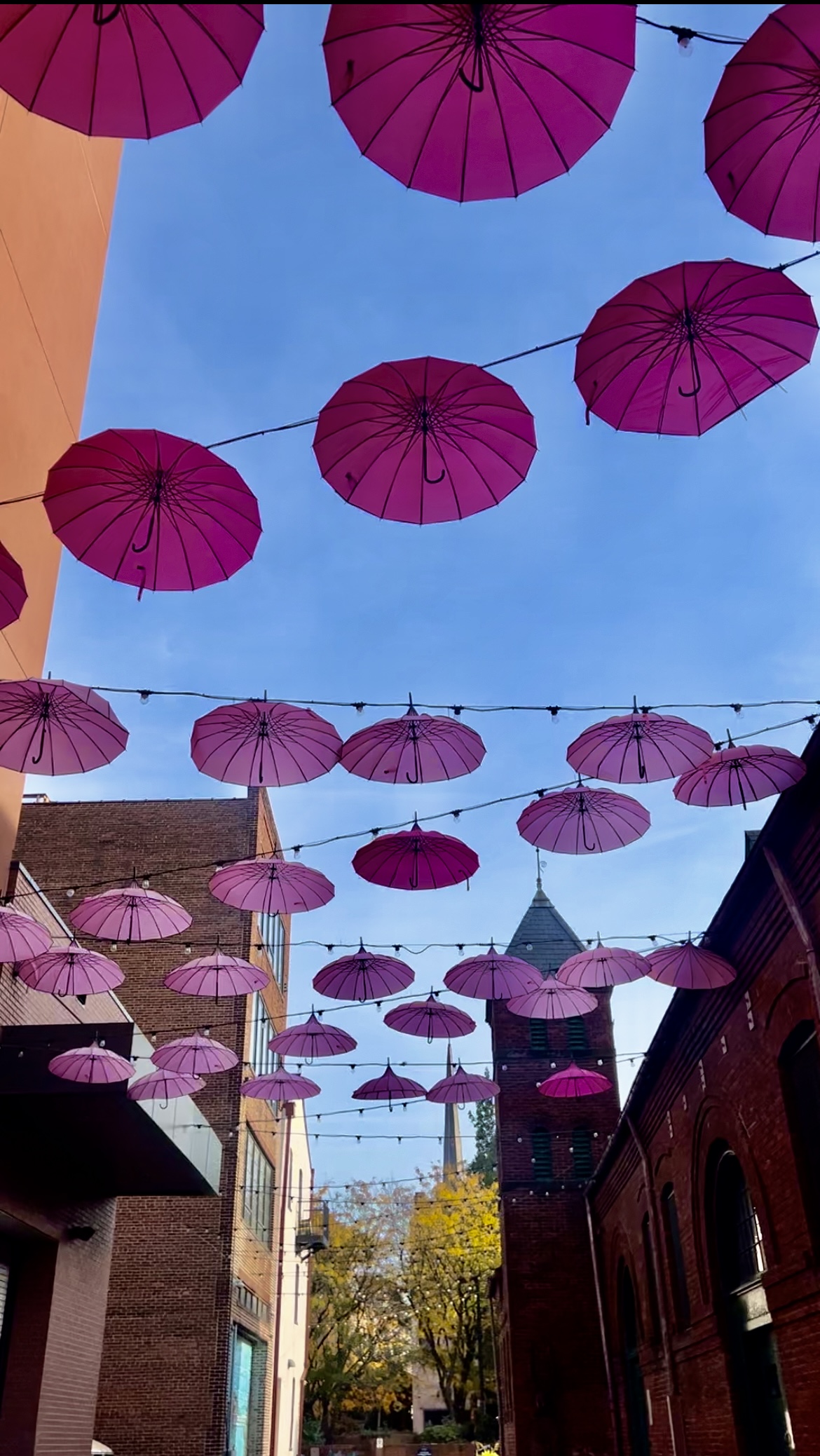 The first-ever Pink Parasol Project sponsored by York-based Pink Power 