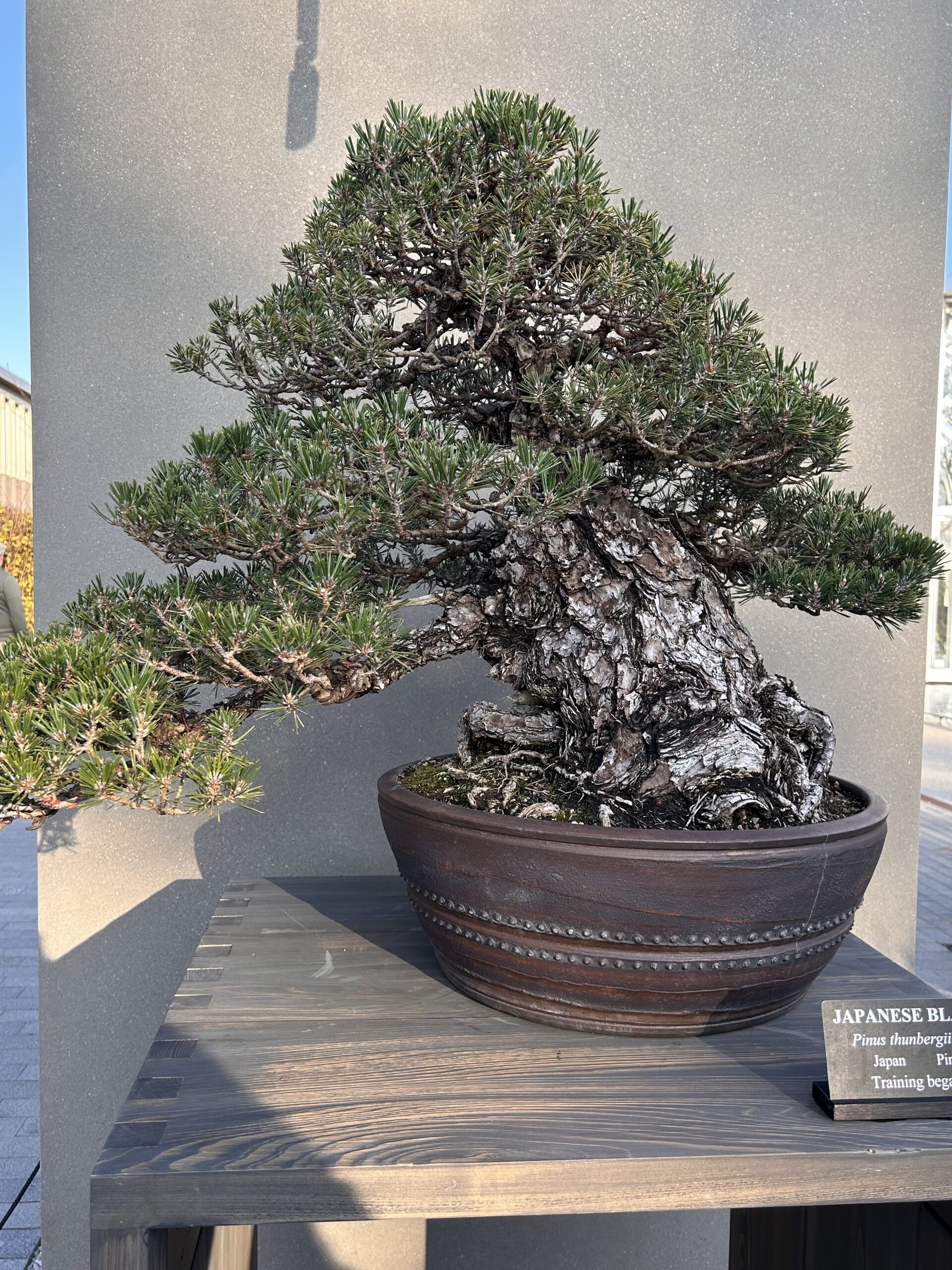 Japanese Black Pine Bonsai at Longwood Gardens