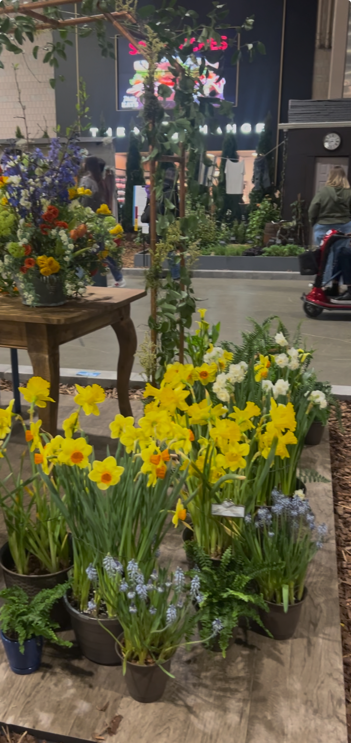 Tulips, a must-see at every Philly Flower Show, the beautiful beauty of tulips